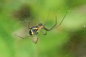 Neriene radiata © Marc Corail - Parc National des Ecrins