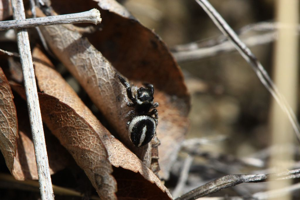 Pellenes geniculatus © Damien Combrisson - Parc national des Ecrins