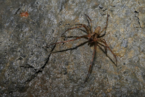 Metellina merianae © Marc Corail - Parc National des Ecrins