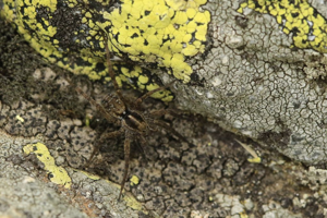 Pardosa blanda © Marc Corail - Parc National des Ecrins