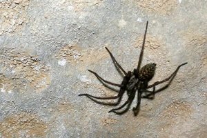 Eratigena atrica © Marc Corail - Parc National des Ecrins