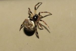 Dipoena melanogaster © Marc Corail - Parc National des Ecrins