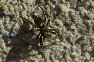 Heliophanus auratus © Marc Corail - Parc National des Ecrins