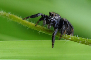 Evarcha arcuata © Marc Corail - Parc National des Ecrins
