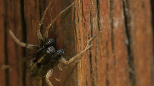 Pardosa bifasciata © Marc Corail - Parc National des Ecrins