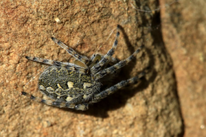 Aculepeira carbonaria © Marc Corail - Parc National des Ecrins