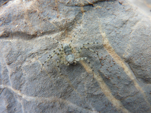 Philodromus laricium © Cyril Coursier - Parc national des Ecrins