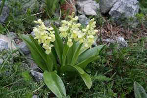 Orchis pâle © Bernard Nicollet - Parc national des Ecrins
