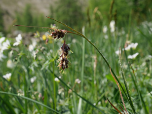 Luzule penchée © Marie-Geneviève Nicolas - Parc national des Ecrins
