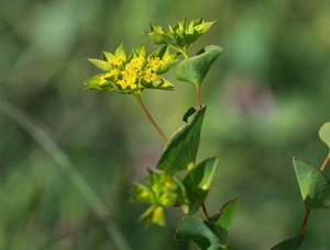 Buplèvre à feuilles rondes, Oreille-de-lièvre © Cédric Dentant - Parc national des Ecrins