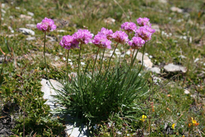 Armérie des Alpes, Arméria des Alpes © Marie-Geneviève Nicolas - Parc national des Ecrins
