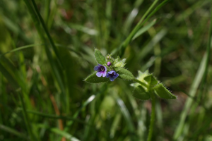 Râpette, Portefeuille © Marie-Geneviève Nicolas - Parc national des Ecrins