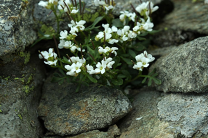 Cardamine à feuilles de réséda © Cédric Dentant - Parc national des Ecrins