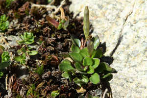 Cardamine des Alpes © Cédric Dentant - Parc national des Ecrins