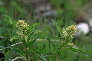 Koenigia alpina (All.) T.M.Schust. & Reveal, 2015 © Cédric Dentant - Parc national des Ecrins