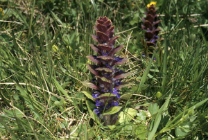 Bugle pyramidale © Marie-Geneviève Nicolas - Parc national des Ecrins