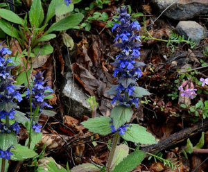 Bugle de Genève © Bernard Nicollet - Parc national des Ecrins