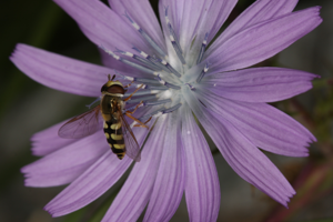 Eupeodes corollae (Fabricius, 1794) © Marc Corail - Parc National des Ecrins
