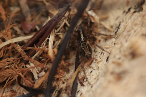 Textrix denticulata (Olivier, 1789) © Marc Corail - Parc National des Ecrins