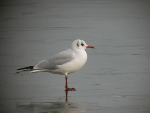 Mouette rieuse © Damien Combrisson - Parc national des Ecrins