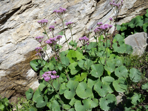 Adénostyle des Alpes, Adénostyle glabre © Marie-Geneviève Nicolas - Parc national des Ecrins