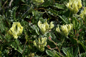 Oxytropis des champs, Oxytropis champêtre © Cédric Dentant - Parc national des Ecrins