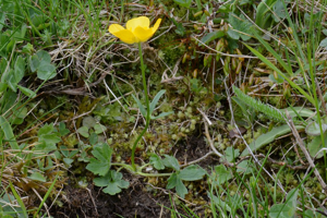 Renoncule des montagnes © Bernard Nicollet - Parc national des Ecrins