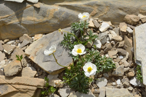 Renoncule de Séguier © Mireille Coulon - Parc national des Ecrins