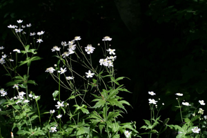 Renoncule à feuilles de platane © Marie-Geneviève Nicolas - Parc national des Ecrins