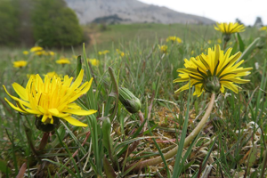 Pissenlit des marais © Marc Corail - Parc National des Ecrins