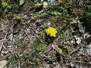 Pissenlit gracile, Pissenlit à feuilles lisses © Marie-Geneviève Nicolas - Parc national des Ecrins