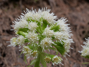 Pétasite blanc © Marie-Geneviève Nicolas - Parc national des Ecrins