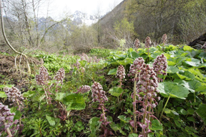 Pétasite hybride, Herbe aux chapeaux © Ludovic Imberdis - Parc national des Ecrins