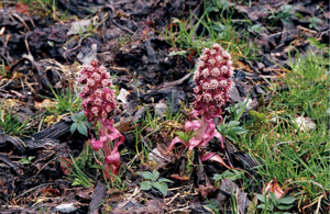 Pétasite paradoxal © Marc Corail - Parc National des Ecrins