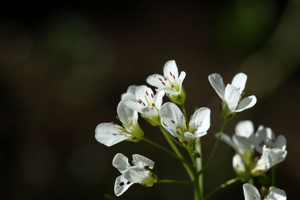 Cardamine amère © Cédric Dentant - Parc national des Ecrins