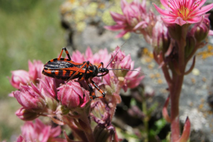 Rhynocoris iracundus © Ludovic Imberdis - Parc national des Ecrins