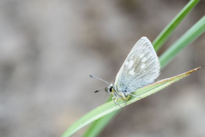 Azuré de la Phaque (L'), Argus azur (L'), Azuré alpin (L') © Mireille Coulon - Parc national des Ecrins