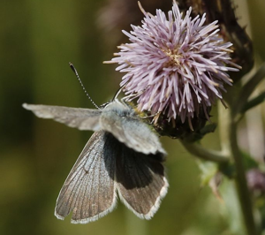 Azuré des Géraniums (L'), Argus des Géraniums (L') © Marc Corail - Parc National des Ecrins