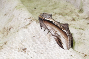 Bombyx Dictéoide (Le), Faïence (La) - ATBI du Lauvitel © Marc Corail - Parc National des Ecrins