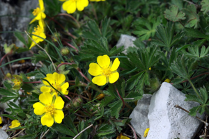 Potentille de Tabernaemontanus © Cédric Dentant - Parc national des Ecrins