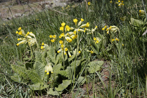 Coucou, Primevère officinale, Brérelle © Thierry Maillet - Parc national des Ecrins