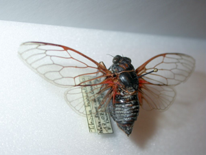 Cigale rouge (la) © Blandine Delenatte - Parc national des Ecrins