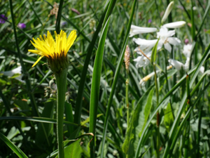 Crépide de Boccone © Marie-Geneviève Nicolas - Parc national des Ecrins