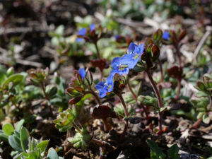 Véronique à feuilles trilobées, Véronique à trois lobes © Marie-Geneviève Nicolas - Parc national des Ecrins