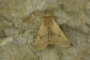 Xanthie noisette (La) © Marc Corail - Parc National des Ecrins