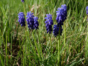 Muscari à grappes, Muscari négligé © Marie-Geneviève Nicolas - Parc national des Ecrins