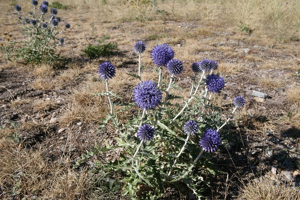 Échinops, Chardon bleu © Marie-Geneviève Nicolas - Parc national des Ecrins