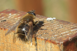 Tachina ursina Meigen, 1824 © Marc Corail - Parc National des Ecrins