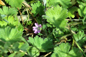 Géranium à feuilles molles © Bernard Nicollet - Parc national des Ecrins