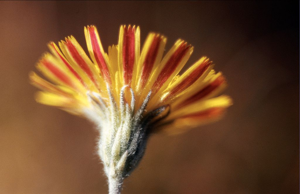 Piloselle de Lepeletier, Épervière de Lepeletier © Bernard Nicollet - Parc national des Ecrins